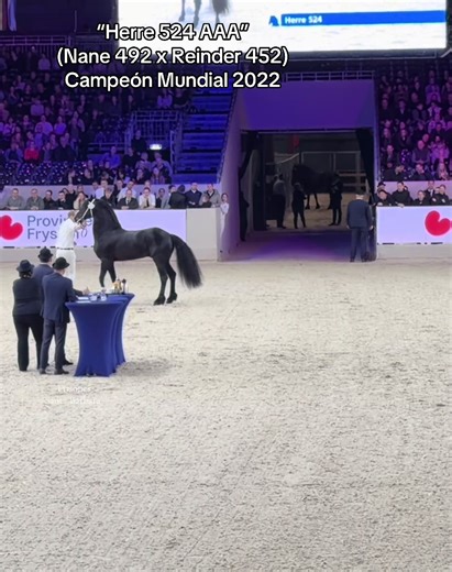 #friesian #horse #horses #friesianstallion #kfps @Stal fan de Kadyk | Friesian Horse