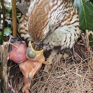 2.8M views · 12K reactions | First Days of Flightless Life | Review All Birds | Facebook