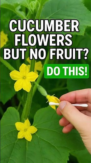 Cucumber Flowers? But No Fruit? Do This!