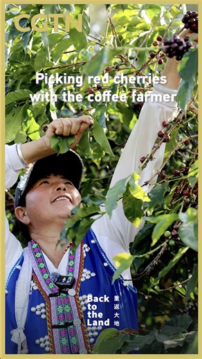 Step into the highland coffee farms of Yunnan and pick ripe red coffee cherries alongside a local farmer. Let's follow her to discover the story behind every bean and the traditions that bring them to life. #Inheritors #Heritage #ChinaTravel #BetterLife #SpringFestival2026 #YearOfHorse #Backtotheland For more: https://news.cgtn.com/news/2026-02-26/Yunnan-coffee-harvest-Picking-red-coffee-cherries-with-local-farmer-1L1xgKlmdnq/p.html | China Plus Culture