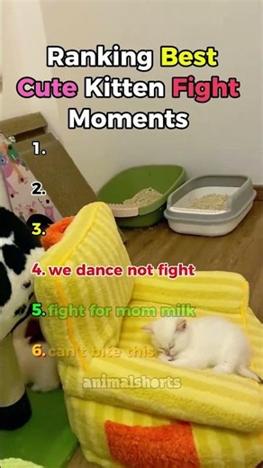 Ranking Best Cute Kitten Fight Moments
