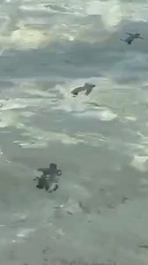 18K views · 106 reactions | Happy World Turtle Day!  Did you know? Sea turtles navigate vast ocean distances using the Earth's magnetic field, returning to the very beach where they were born to lay their eggs! 凉 At Discovery Coron, we are proud to be a nesting ground for the incredible Hawksbill Sea Turtles. Let's protect their habitat together! ❤️ | Discovery Coron | Facebook