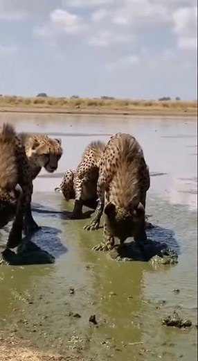 Leopard Pack Won't Stop - Hippo SPRAYS All - They Puke! 🤮 #viral #leopardpack #hippo #funny