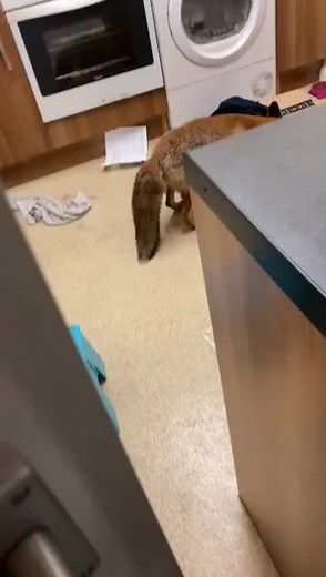 Fox Coming Through Cat Flap: Can Foxes Enter Easily?