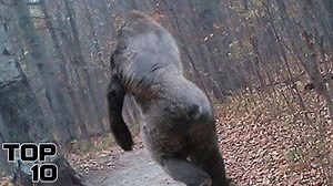 Top 10 Concerning Bigfoot Evidence America Never Wants You To Know About | Most Amazing Top 10