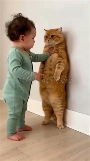 [The Keyboard Destroyer] 🏆🐱 #catlife #toddlerlife #funnyvideos #catmemes #sassy #cutenessoverload