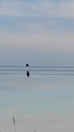 Understanding Core Crows: Fun Insights and Facts