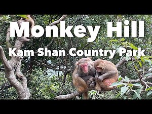 Monkey Hill: Kam Shan Country Park - Golden Hill, Kowloon, Hong Kong