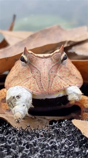 Feeding a silkworm to one of several of my captive bred Surinam horned froglets (Ceratophrys cornuta) I am raising. My froglets are growing quickly and have started accepting different prey items which is great as they only wanted crickets before. This is one of my favourite species within the Ceratophrys genus. Horned frogs are masters of ambush hunting. These animals will dig down into substrate, sometimes with just their eyes popping out, waiting patiently for unsuspecting prey to scurry on b