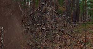 Fallen tree in a dense forest thicket. Tall trunks of pines and firs, green branches of trees. Autumn fairy-tale forest, a fallen tree trunk. 4k, ProRes Stock Video