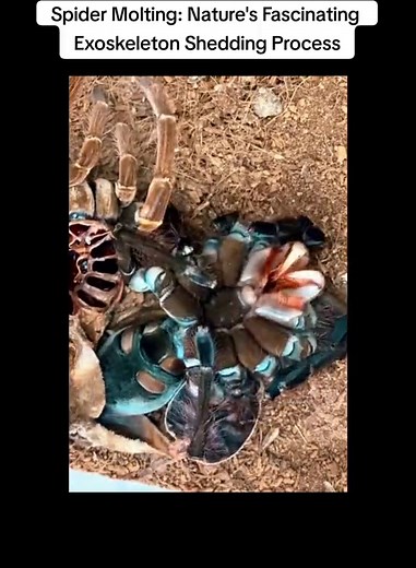 🕷️Spider Molting: Nature's Fascinating Exoskeleton Shedding Process🕸️ ⚠️ Not suitable for arachnophobes #Spider #Molting