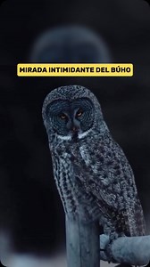 El búho gris grande (Strix nebulosa) es una de las especies más imponentes del mundo de las aves rapaces nocturnas. Reconocido por su enorme disco facial circular, sus penetrantes ojos amarillos y su plumaje grisáceo con patrones concéntricos, este búho transmite una presencia majestuosa y desafiante. Aunque su vuelo es completamente silencioso, su sola mirada puede parecer intimidante, como si analizara todo a su alrededor con inteligencia y precisión. Esta especie habita en bosques boreales y