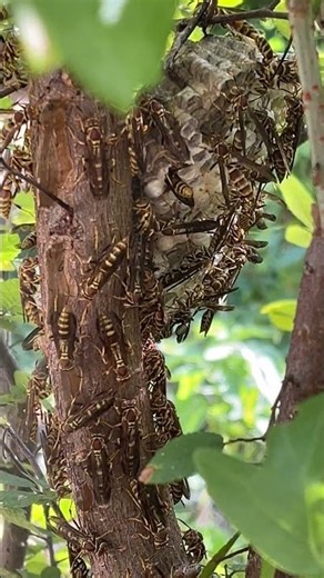 Guinea Paper Wasp (Polistes exclamans)