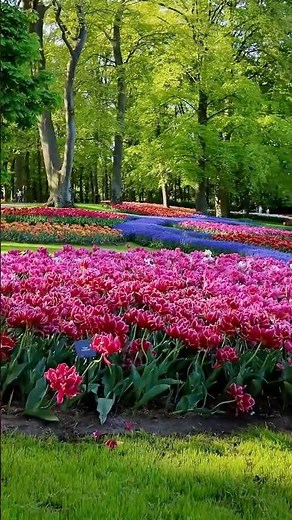 Keukenhof Netherlands 🌷 4K Dreamy Tulip Bloom Walking Tour