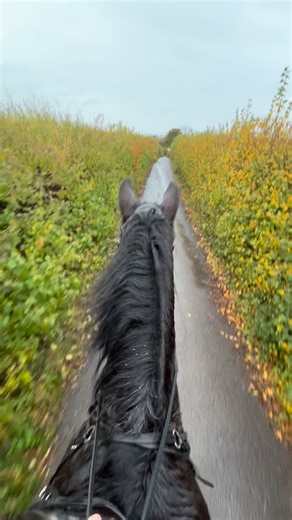 One of my regulars, this time of year is my favourite for hacking 🥰😍💙 | Corrie Painter Equestrian Services
