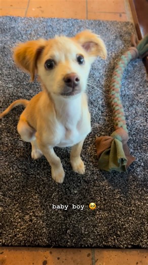 NORBERT & LEONARD on Instagram: "just a cute rescue puppy who went from the streets to our hearts ❤️"