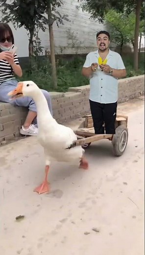 البطة البطة | duck duck 🦆