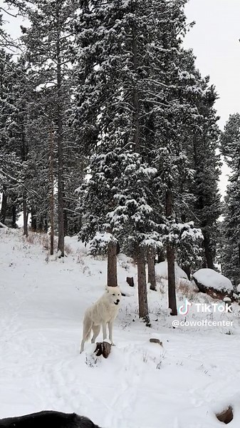 Nothing like a group howl in the snow! 🐺❄️ #howls #pack #Raksha #wolves #istandwithwolves #sanctuary #colorado #snow