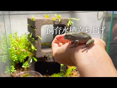 イエアメガエルの飼育はじめます