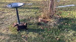 North 40 Critters and Critter Catchers. | Help Alberta Wildies Society