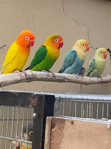 Delicious Soft Food Cocktail Recipes You’ll Love