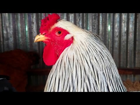 Rooster Sound - Amazing Rooster Crowing Sounds Effect video #roostercrowing #roostersound
