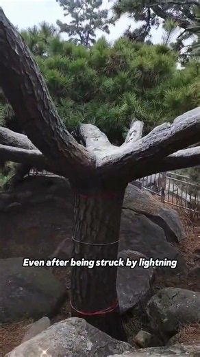 Can this tree be dug up?#NatureFacts #AncientTree #ScienceTok #Forest #DidYouKnow
