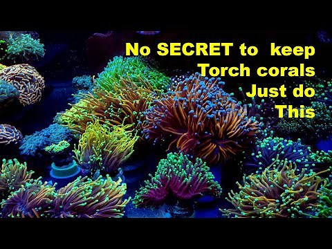 Torch Coral Care Tips. How to take care of euphyllia coral