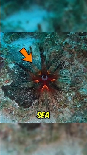 What’s REALLY Inside Sea Urchin? 🔬