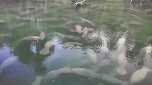 Hundreds of manatees gather in Blue Spring State Park to escape cold