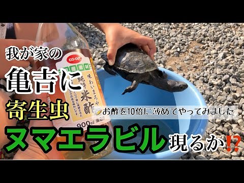 我が家の亀吉に寄生虫ヌマエラビル現るか！クサガメ／お酢で駆除／ヌマエラビル