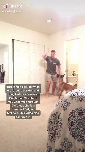 baby girl can fly #belgianmalinois #dogsofttiktok #petsoftiktok #fyp #belgian #belgianmalinoisoftiktok #dogs #foryou