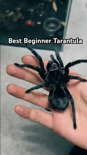 The Brazilian black tarantula is one of the best beginner tarantulas 🖤 #tarantula #spider #pets
