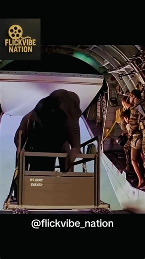 FlickVibe Movies on Instagram: "🐘 Operation Dumbo Drop (1995) 🐘 Get ready for laughs, adventure, and heartwarming moments in this family comedy! Set during the Vietnam War, Operation Dumbo Drop follows a group of U.S. soldiers tasked with the unusual mission of transporting an elephant to a remote village to win the locals’ trust. What could possibly go wrong? From runaway elephants to hilarious mishaps and unexpected friendships, the soldiers learn about courage, teamwork, and compassion in t