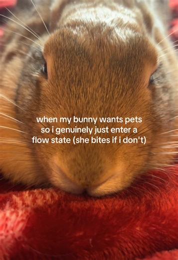 Understanding My Bunny's Need for Attention