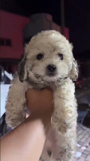 Tiny Curly Puppy Looking Like a Little Sheep 🐶☁️