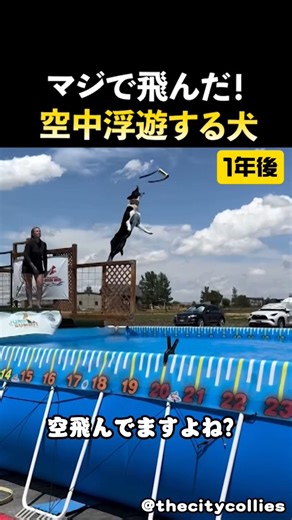 重力を無視したワンちゃんのジャンプ力が凄すぎるWW #ボーダーコリー#Shorts