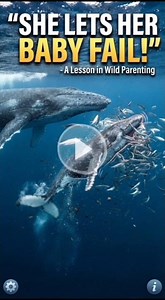 Why Orca Mothers Let Their Babies Fail While Hunting… The Lesson Is Incredible 🐋