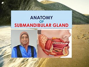 Anatomy of submandibular salivary gland