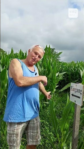 Don't get lost - Corn maze in Oldenburg reopens