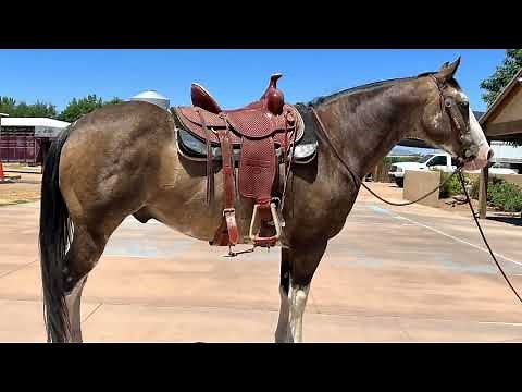 Half Time Draft Cross gelding from Super Gentle Horses