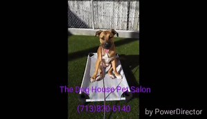 Before training Kona would pull her owners up and down the sidewalks...