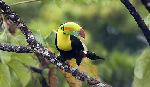 How Long Do Birds Live? - All About Bird Life Expectancy