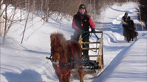 40K views · 6.5K reactions | Ranch du Cheval d Or on Reels | Facebook