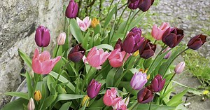 Bulbes, arbustes… Comment forcer une plante à fleurir ?