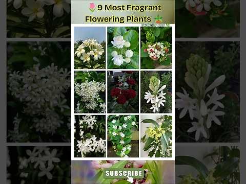 🌺 9 Most Fragrant Flowering Plants 🌸 | Fill Your Garden with Natural Perfume 🏡✨ #Shorts