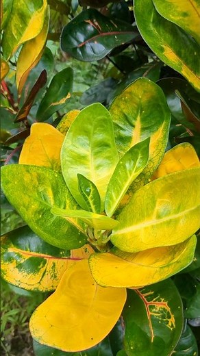 Croton Plant Indoor vs Outdoor 🌴 | Full Growth Journey & Care Guide