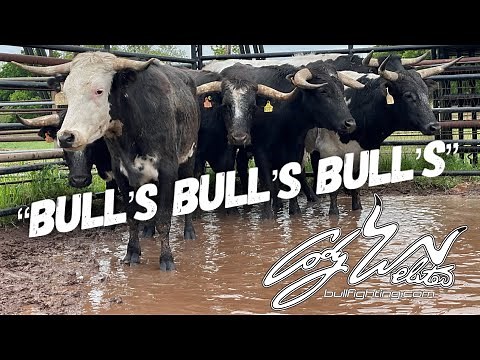 All New Fighting Bull's Arrive - Behind The Chutes #63