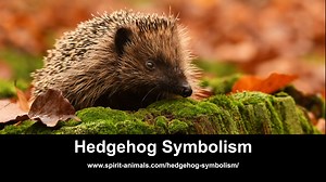 Hedgehog Symbolism