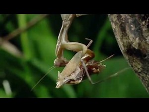 Female Praying Mantis Eats Mates While Mating The Dance of Death